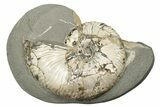 Iridescent Ammonite (Deshayesites) Fossil #243282-1